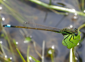 Rambur's Forktail